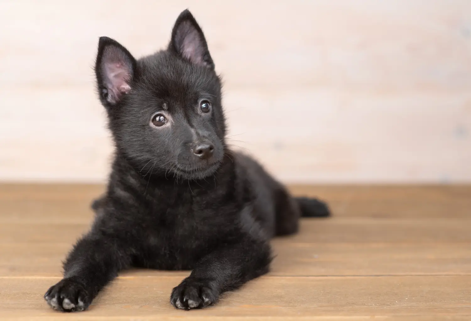 Cumpărarea unui cățel Schipperke înseamnă asumarea responsabilității! Cumpărați cățeluși Schipperke.