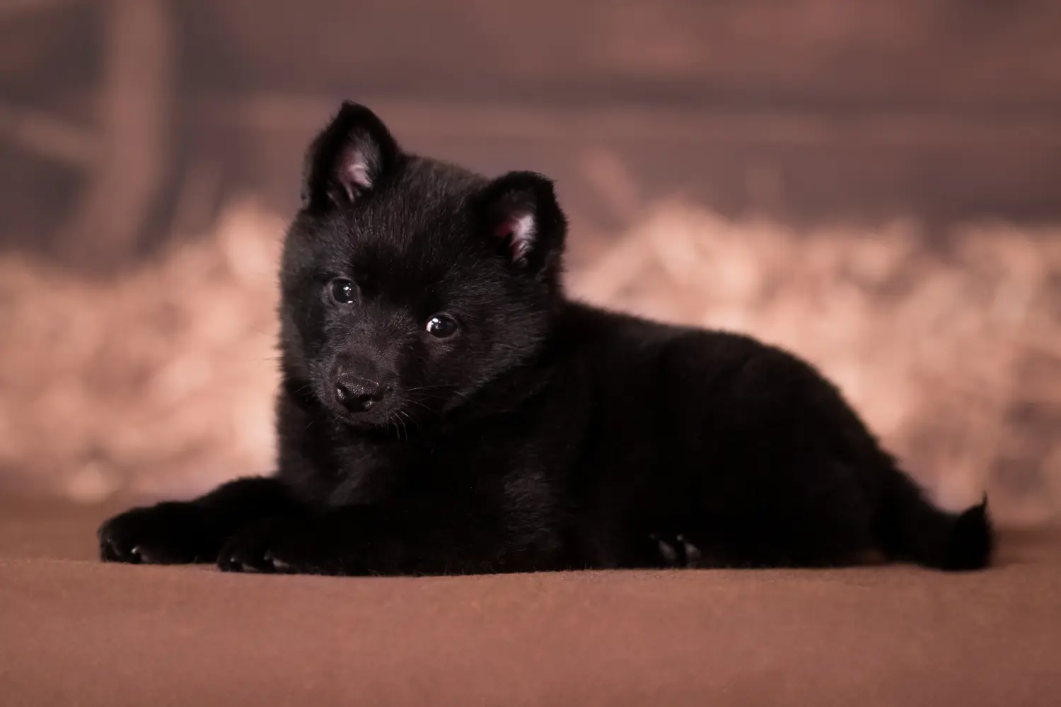 Cumpărarea unui cățel Schipperke înseamnă asumarea responsabilității! Cumpărați cățeluși Schipperke.