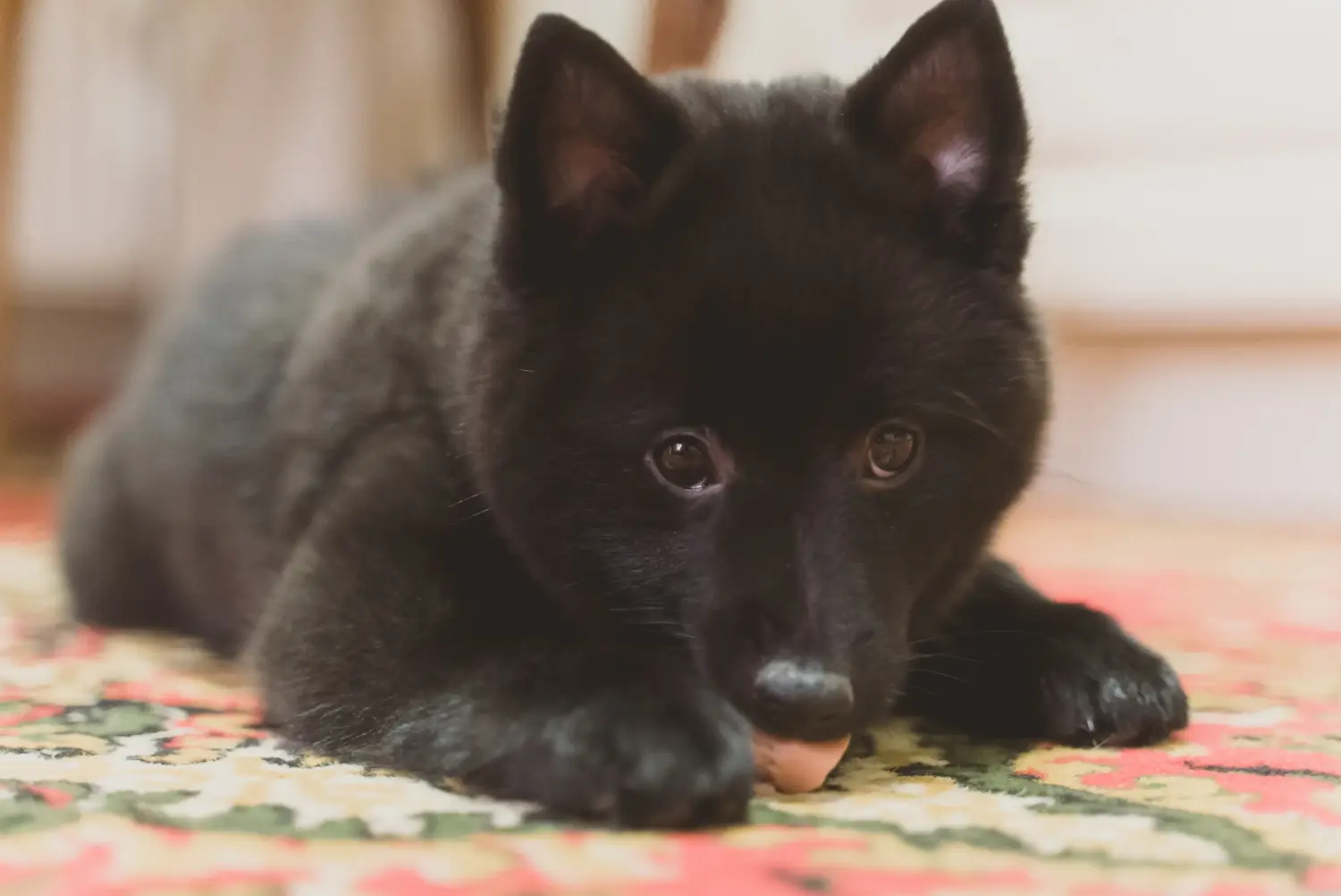 Cumpărarea unui cățel Schipperke înseamnă asumarea responsabilității! Cumpărați cățeluși Schipperke.