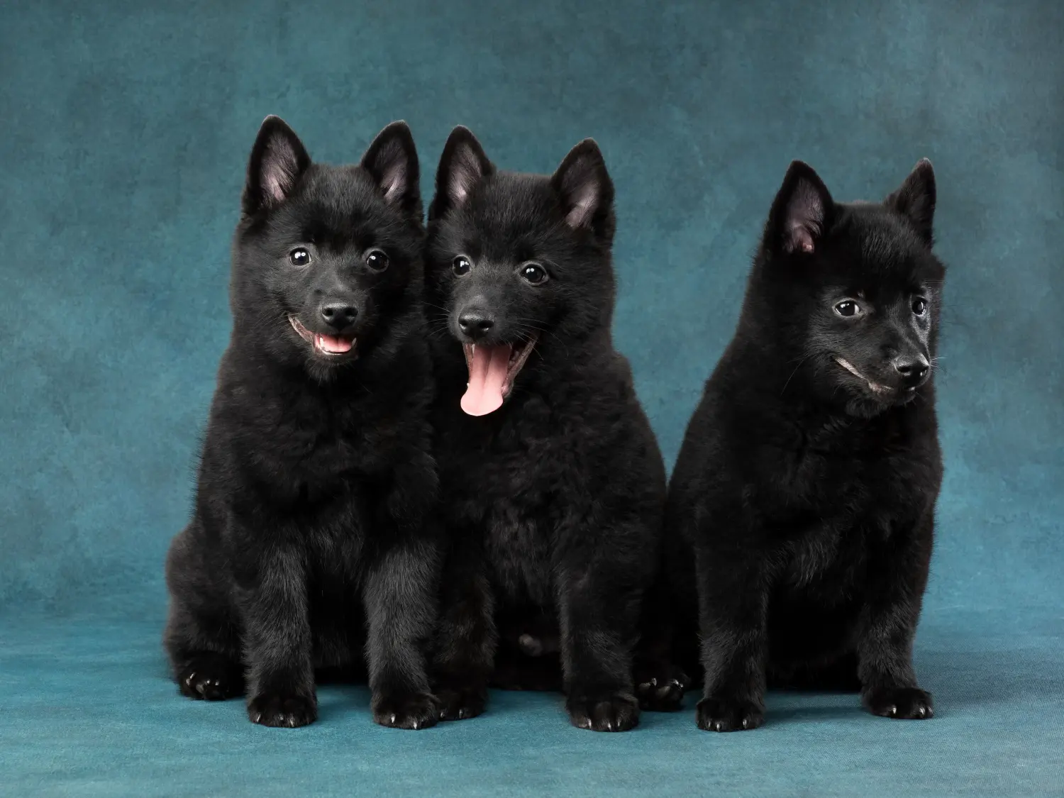 Cumpărarea unui cățel Schipperke înseamnă asumarea responsabilității! Cumpărați cățeluși Schipperke.