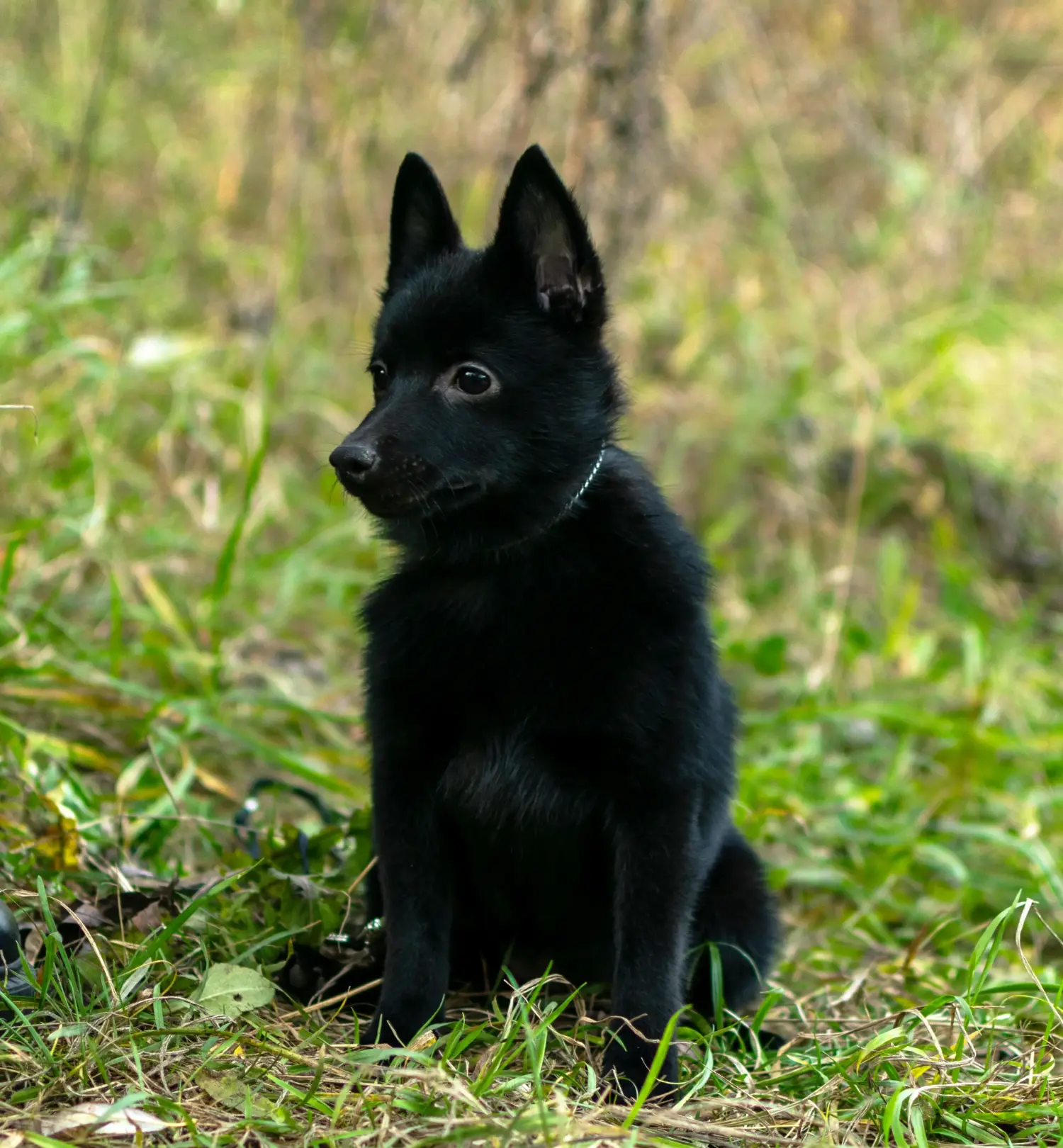 Cumpărarea unui cățel Schipperke înseamnă asumarea responsabilității! Cumpărați cățeluși Schipperke.