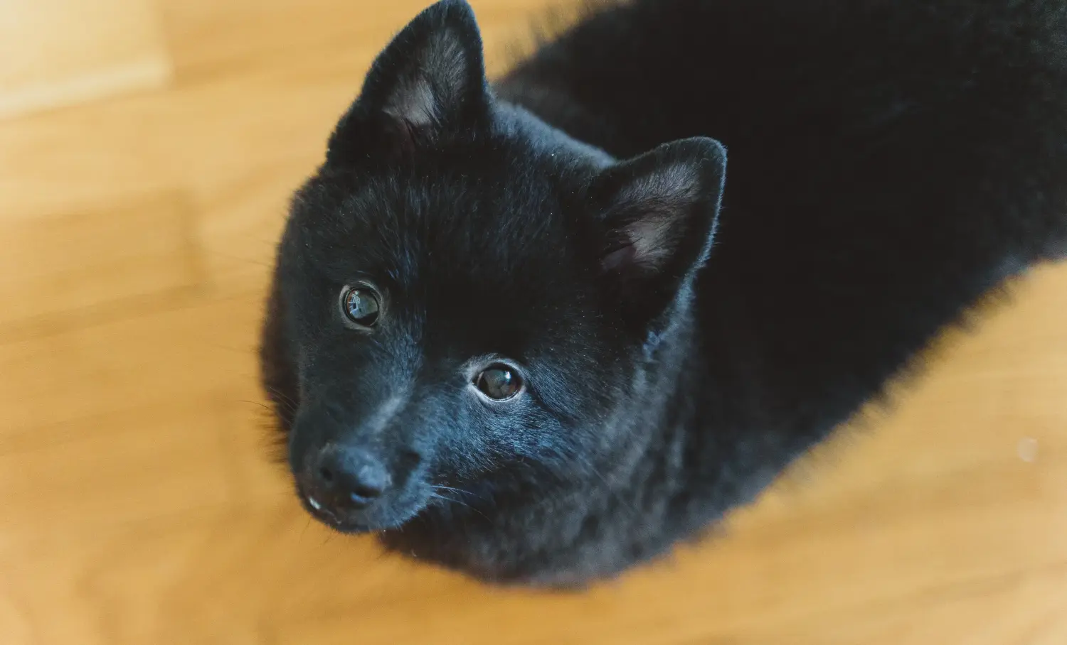 Cumpărarea unui cățel Schipperke înseamnă asumarea responsabilității! Cumpărați cățeluși Schipperke.
