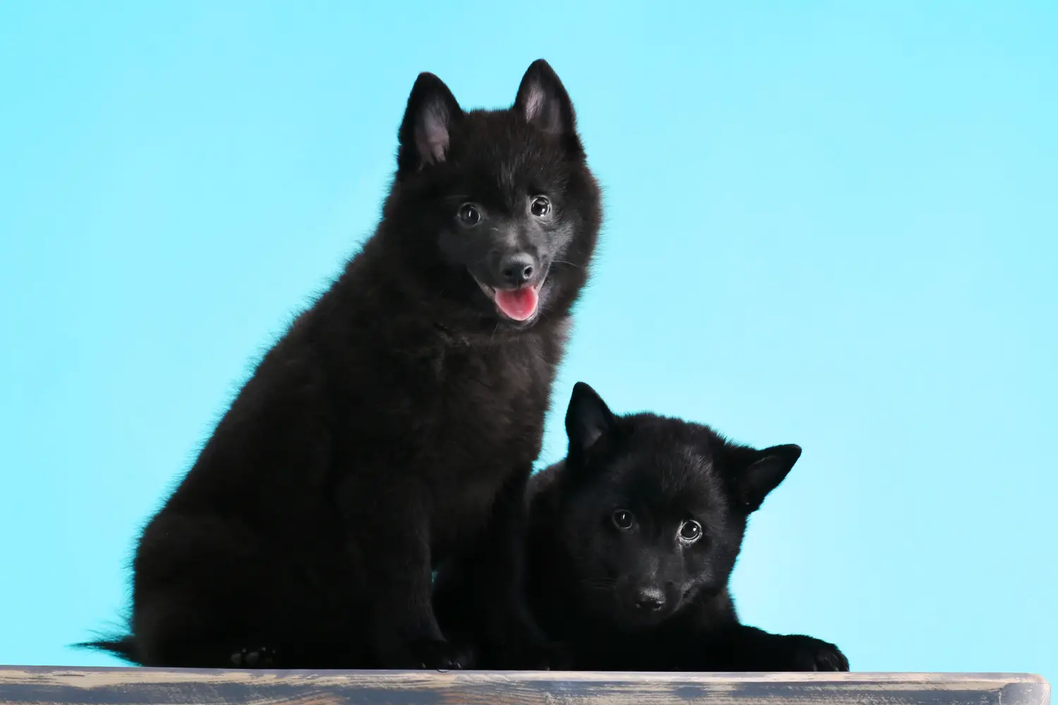 Cumpărarea unui cățel Schipperke înseamnă asumarea responsabilității! Cumpărați cățeluși Schipperke.