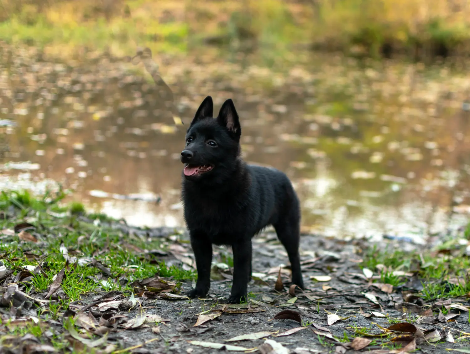 Cumpărarea unui cățel Schipperke înseamnă asumarea responsabilității! Cumpărați cățeluși Schipperke.