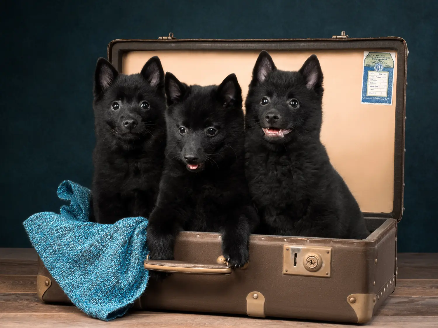 Cumpărarea unui cățel Schipperke înseamnă asumarea responsabilității! Cumpărați cățeluși Schipperke.