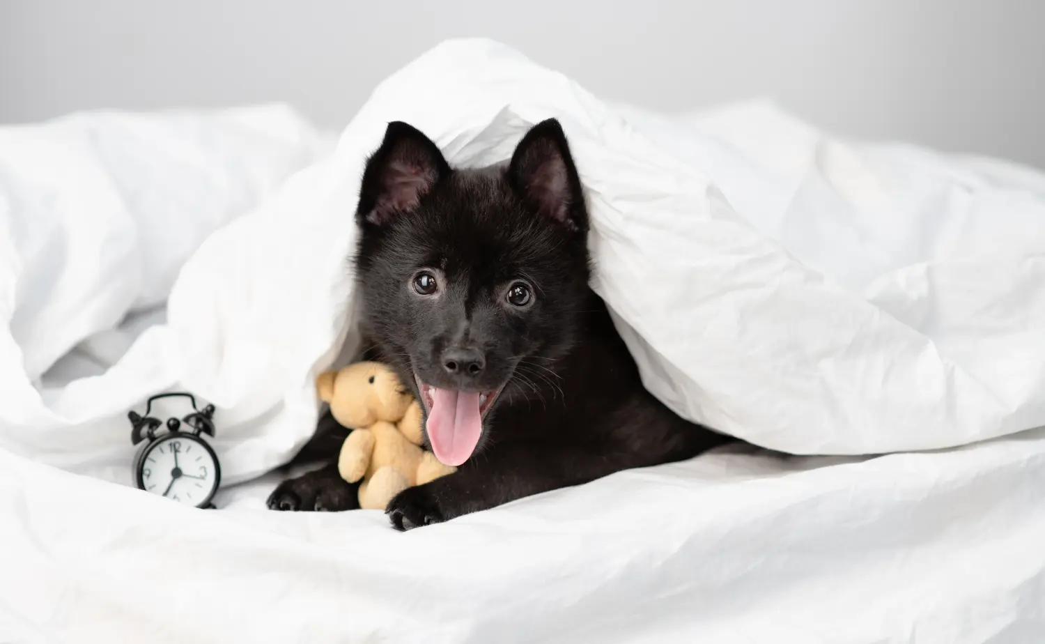 Cumpărarea unui cățel Schipperke înseamnă asumarea responsabilității! Cumpărați cățeluși Schipperke.