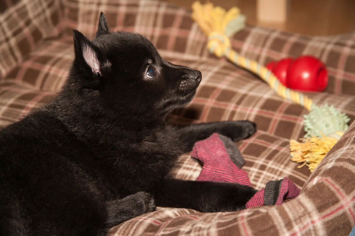 Cumpărarea unui cățel Schipperke înseamnă asumarea responsabilității! Cumpărați cățeluși Schipperke.