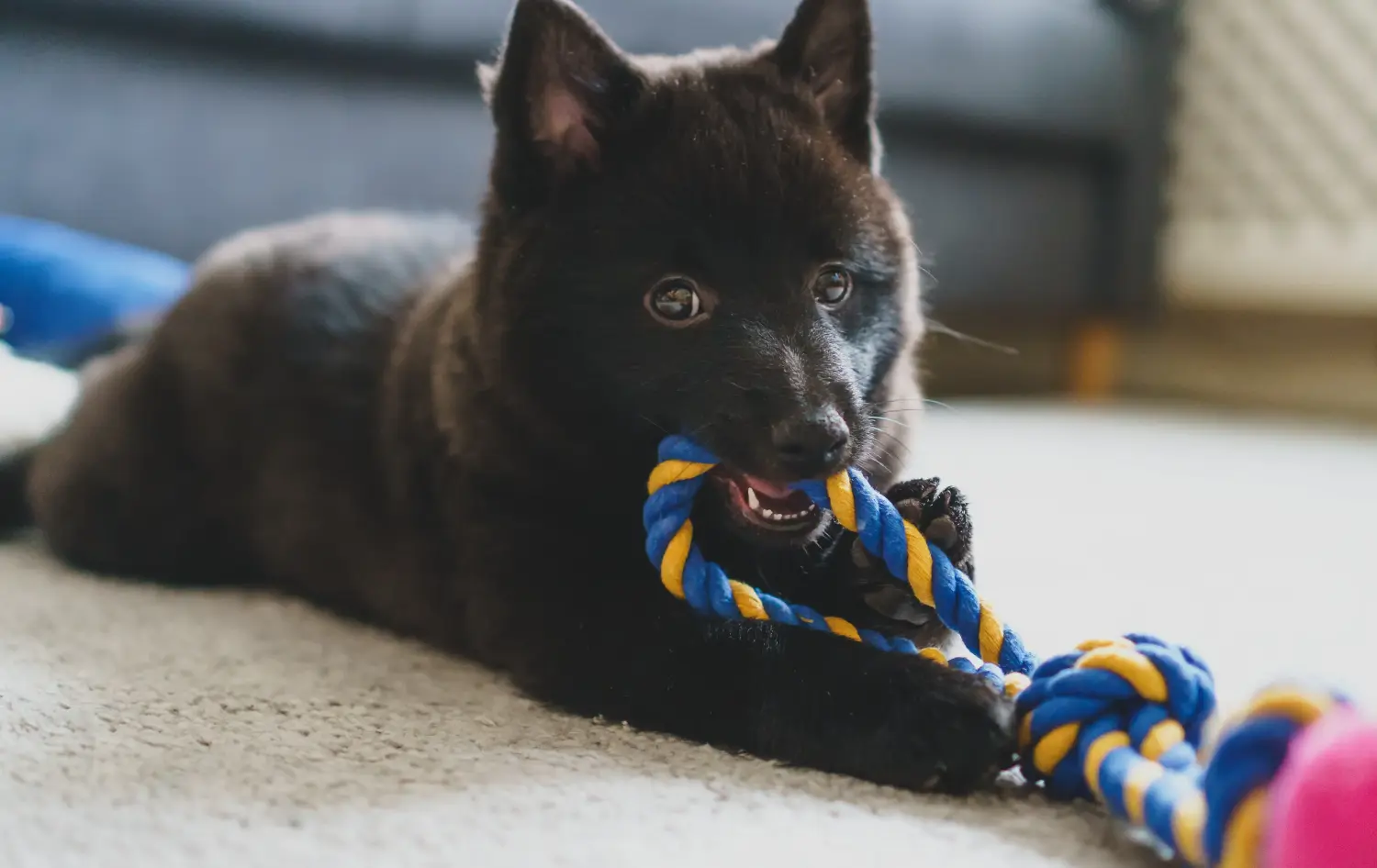 Cumpărarea unui cățel Schipperke înseamnă asumarea responsabilității! Cumpărați cățeluși Schipperke.
