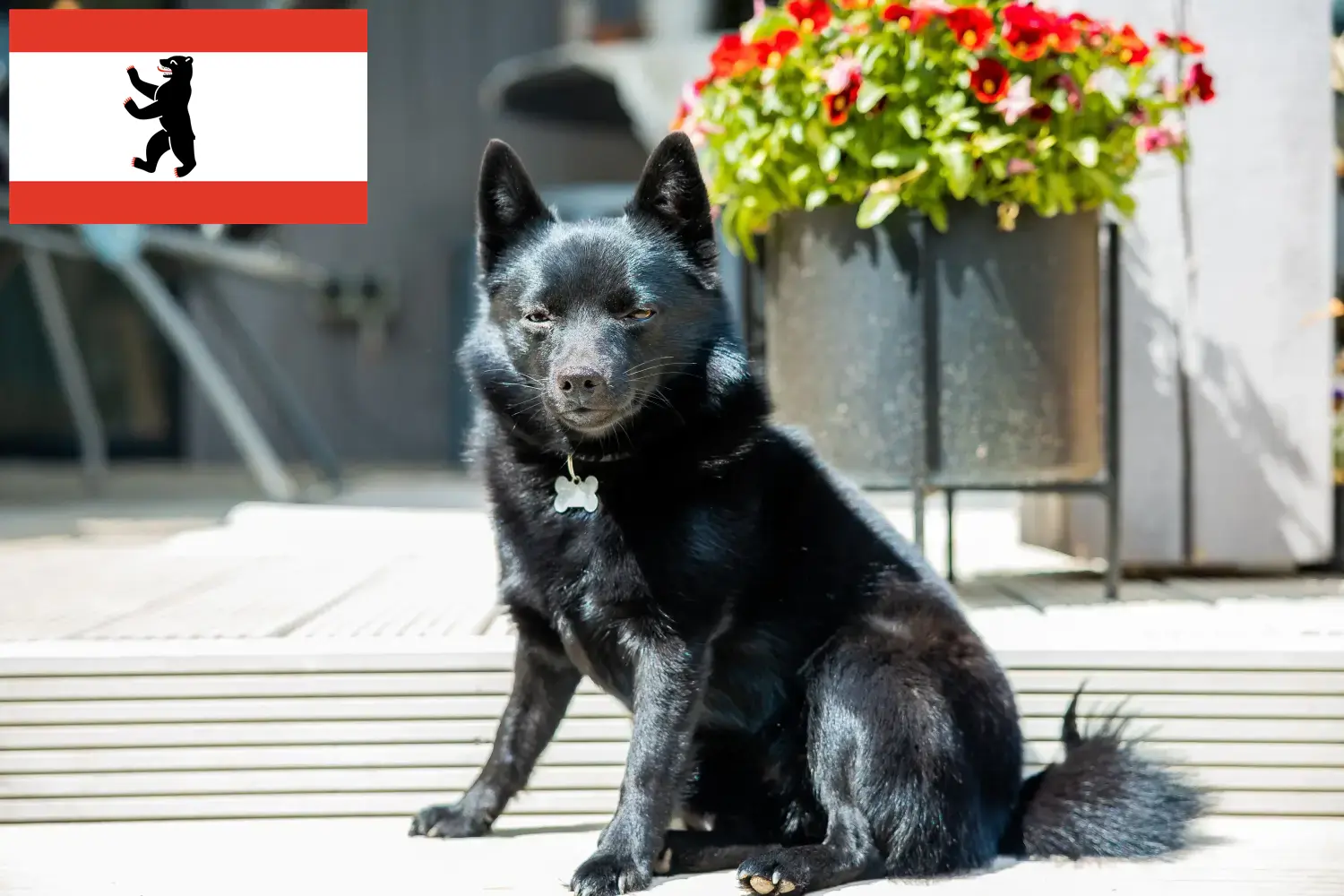 Schipperke căței și crescători Berlin Aici puteți găsi crescători de Schipperkes în Berlin.