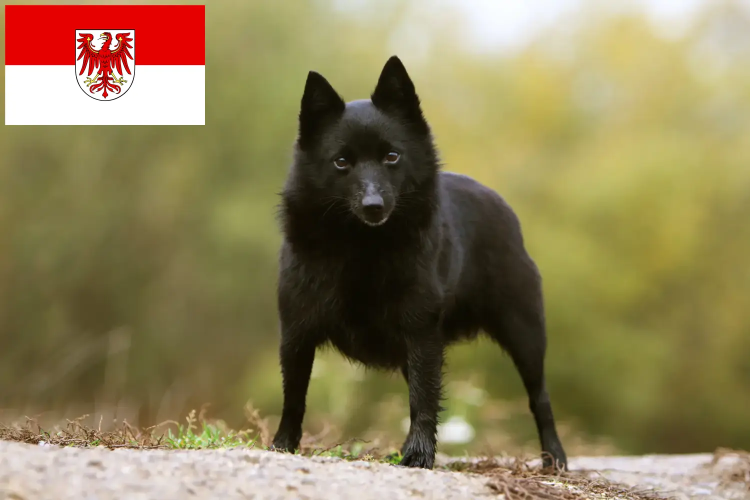 Schipperke căței și crescători Brandenburg Aici puteți găsi crescători de Schipperkes în Brandenburg.
