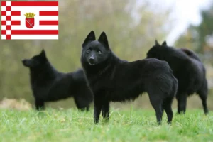 Read more about the article Schipperke crescători și căței în Bremen