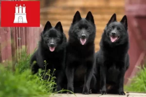 Read more about the article Schipperke crescători și căței în Hamburg