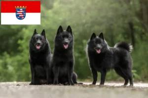 Read more about the article Schipperke crescători și căței în Hessen