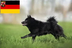 Read more about the article Schipperke crescători și căței în Renania-Palatinat