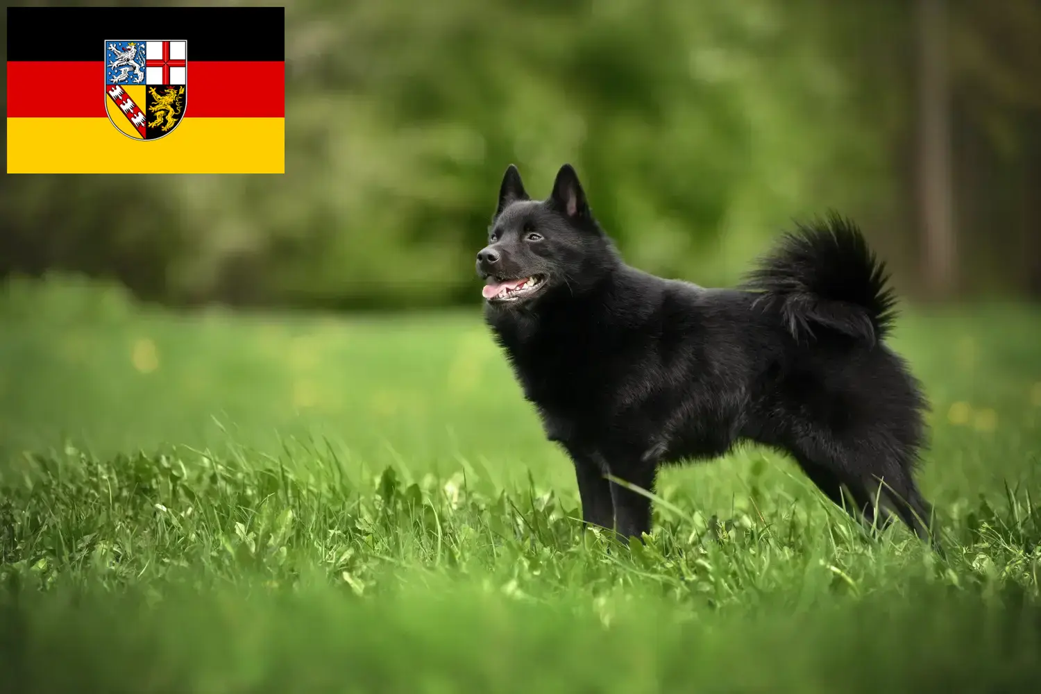 Read more about the article Schipperke crescători și căței în Saarland