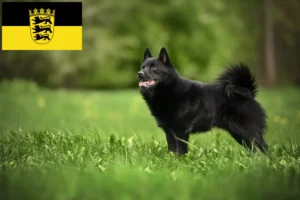 Read more about the article Schipperke crescători și căței în Baden-Württemberg
