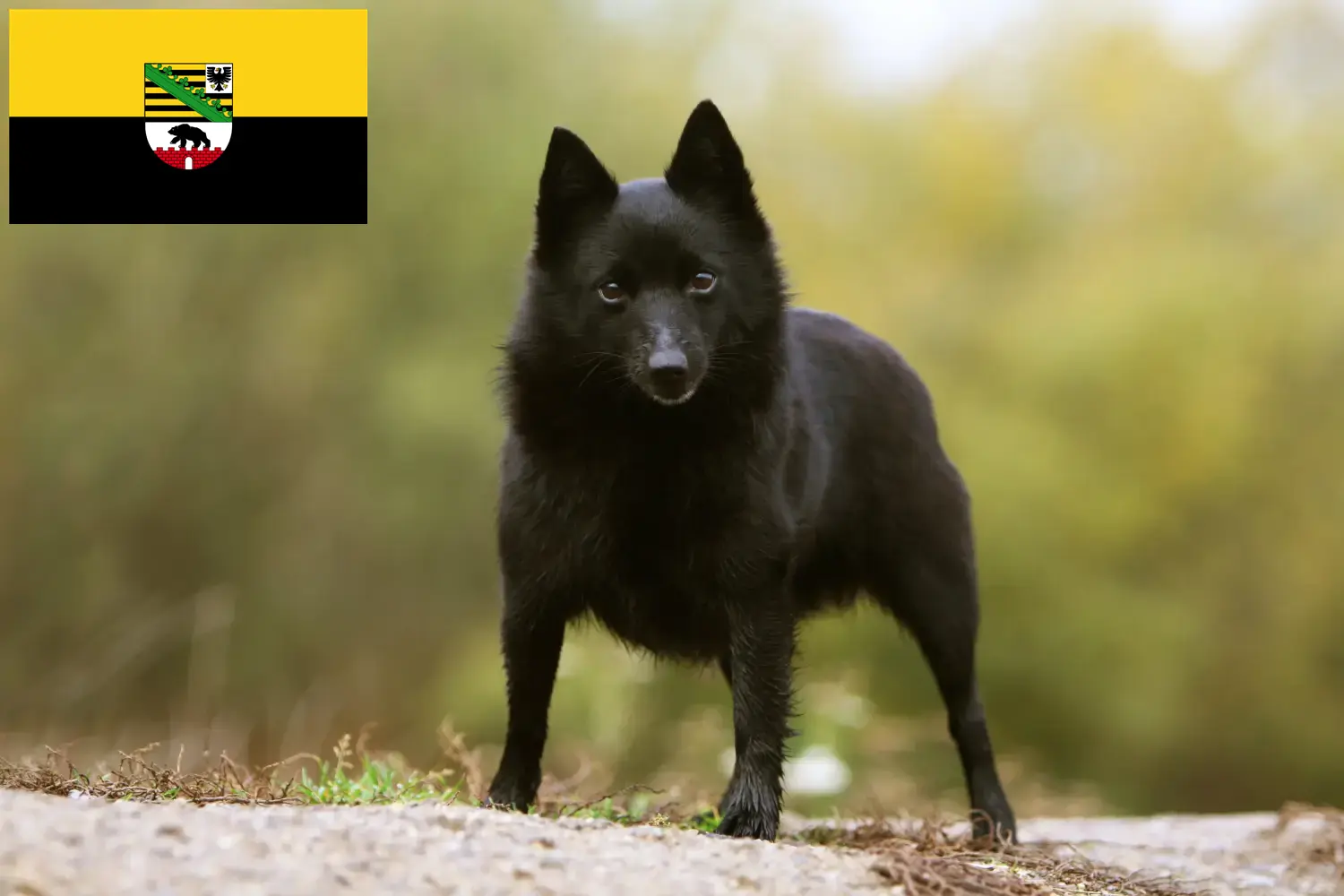 Read more about the article Schipperke crescători și căței în Saxonia-Anhalt