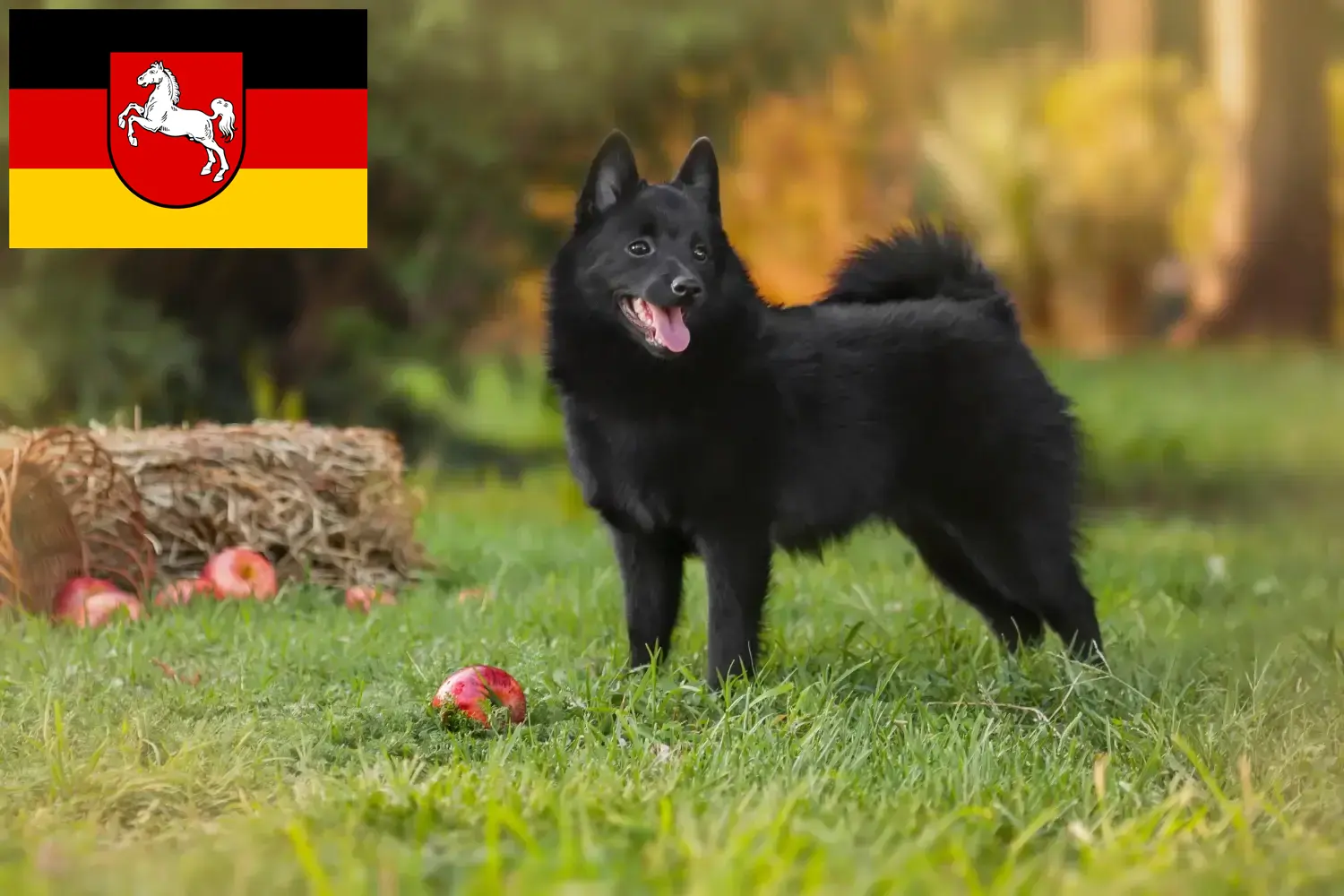 Read more about the article Schipperke crescători și căței în Saxonia Inferioară