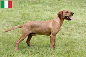 Read more about the article Styrian Wirehaired Dachshund crescători și căței în Italia