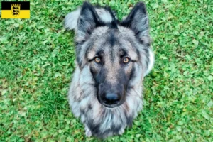 Read more about the article Sylvan Companion Dog crescători și căței în Baden-Württemberg