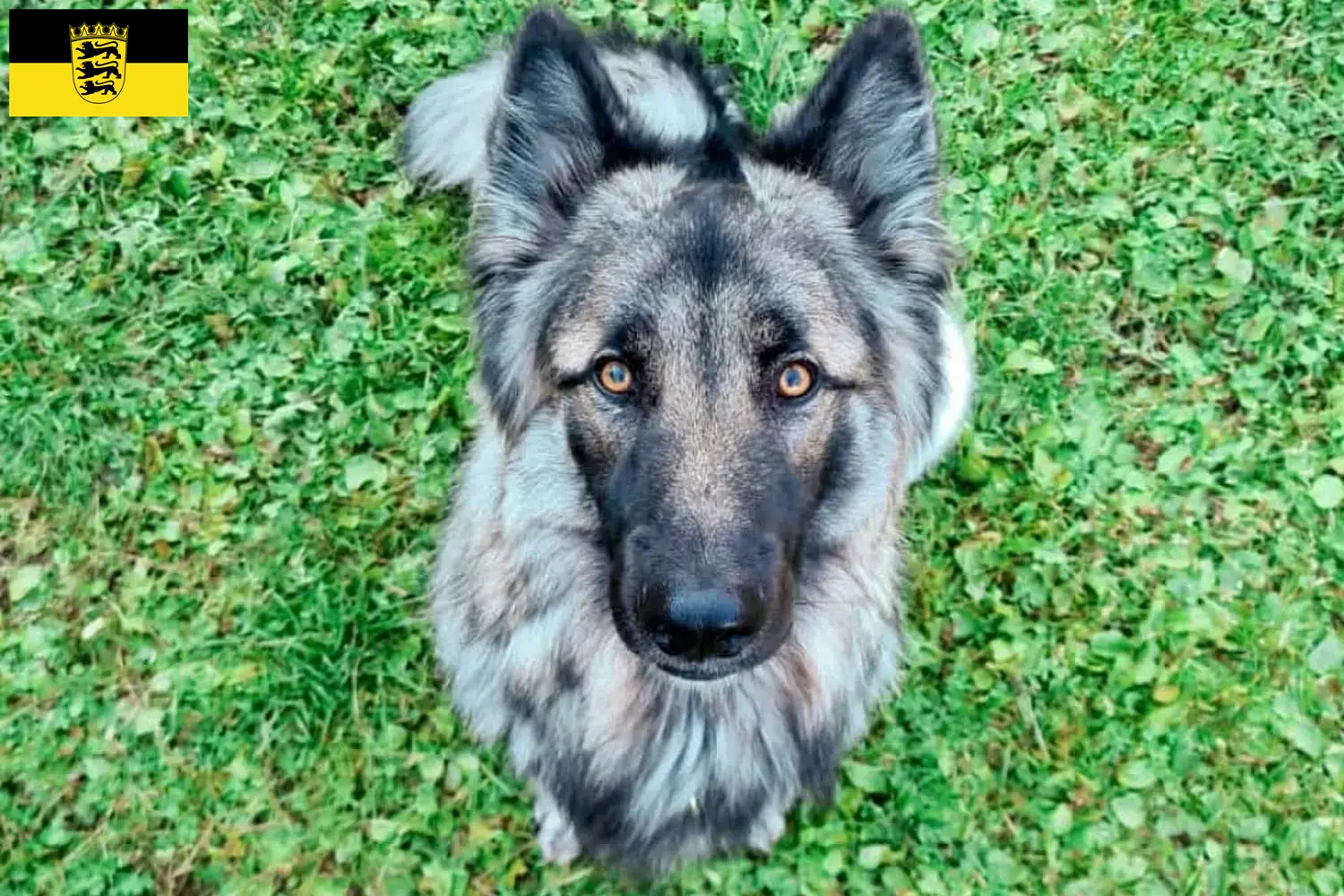 Read more about the article Sylvan Companion Dog crescători și căței în Baden-Württemberg