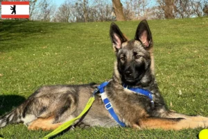 Read more about the article Sylvan Companion Dog crescător și căței în Berlin