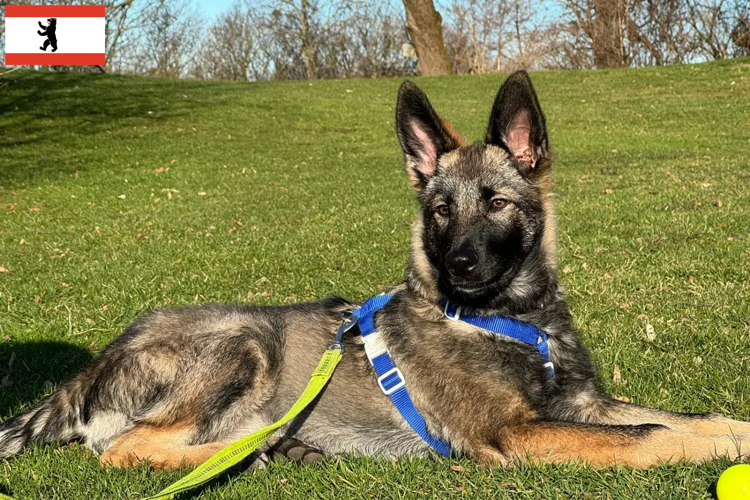 Read more about the article Sylvan Companion Dog crescător și căței în Berlin