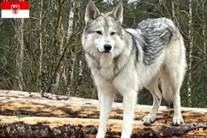 Read more about the article Sylvan Companion Dog crescători și căței în Brandenburg