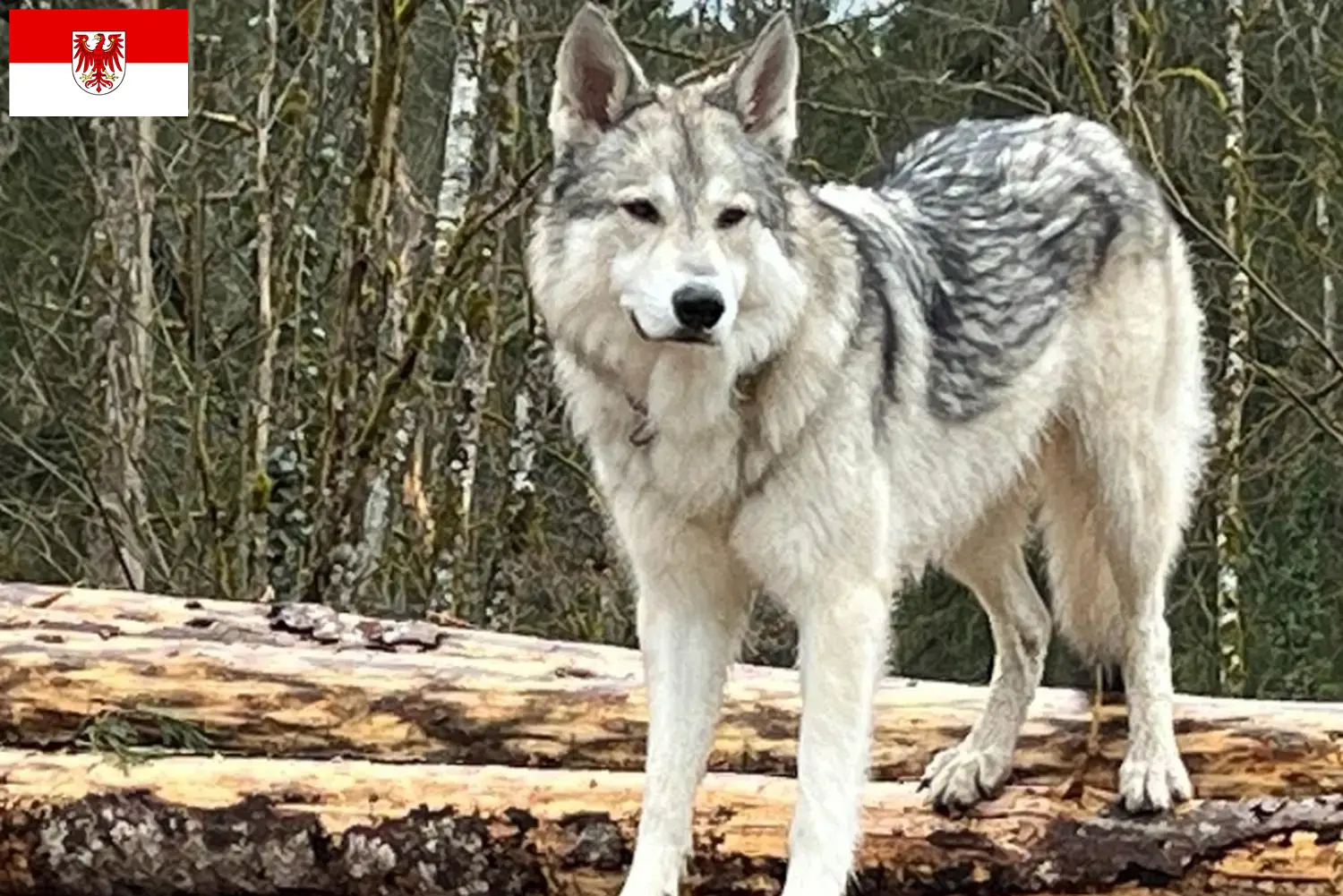 Read more about the article Sylvan Companion Dog crescători și căței în Brandenburg