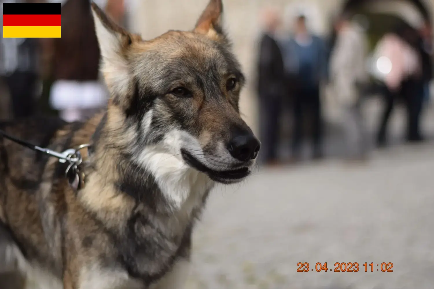 Read more about the article Sylvan Companion Dog crescători și căței în Germania