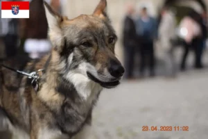 Read more about the article Sylvan Companion Dog crescători și căței în Hessen