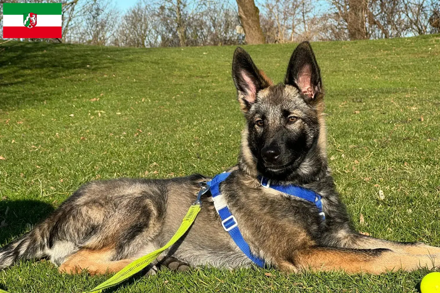 Read more about the article Sylvan Companion Dog crescători și căței în Renania de Nord-Westfalia