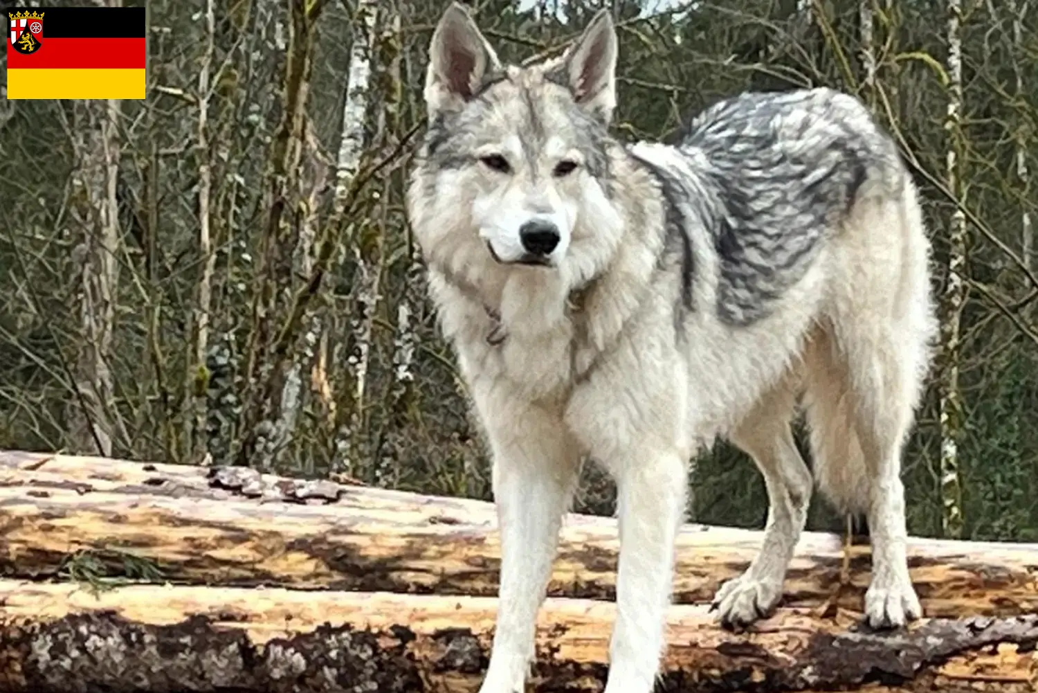 Read more about the article Sylvan Companion Dog crescători și căței în Rhineland-Palatinate