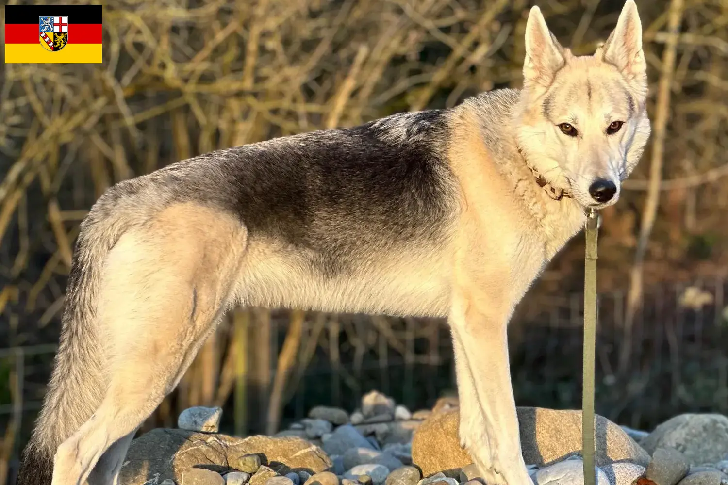 Read more about the article Sylvan Companion Dog crescători și căței în Saarland
