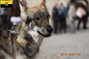 Read more about the article Sylvan Companion Dog crescători și căței în Saxony-Anhalt