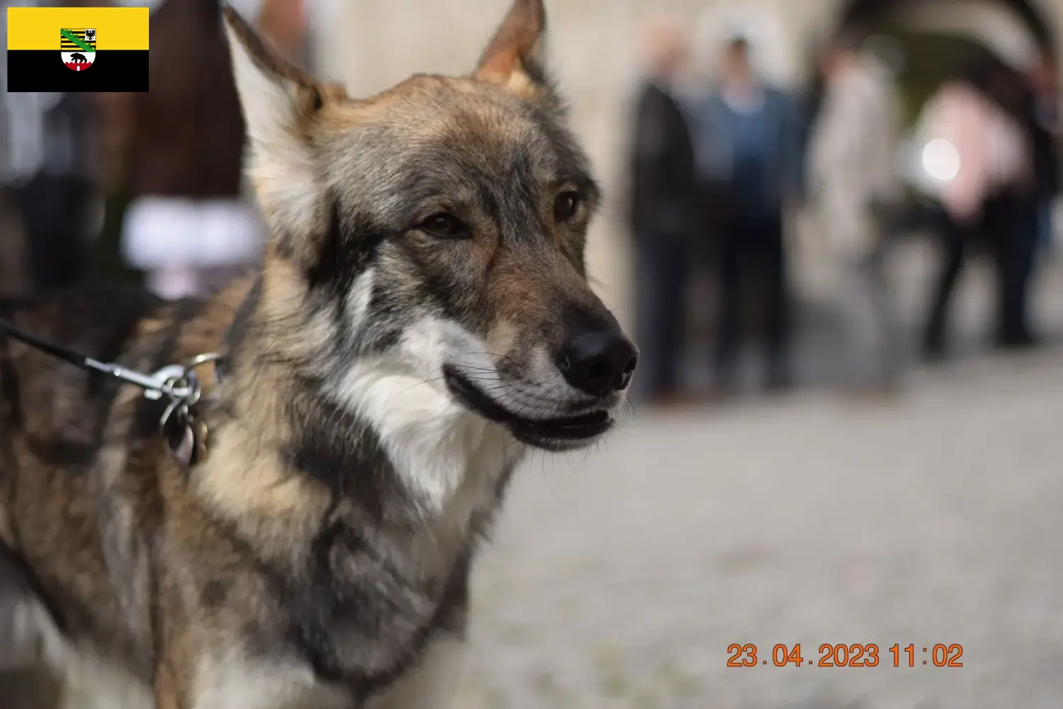 Read more about the article Sylvan Companion Dog crescători și căței în Saxony-Anhalt
