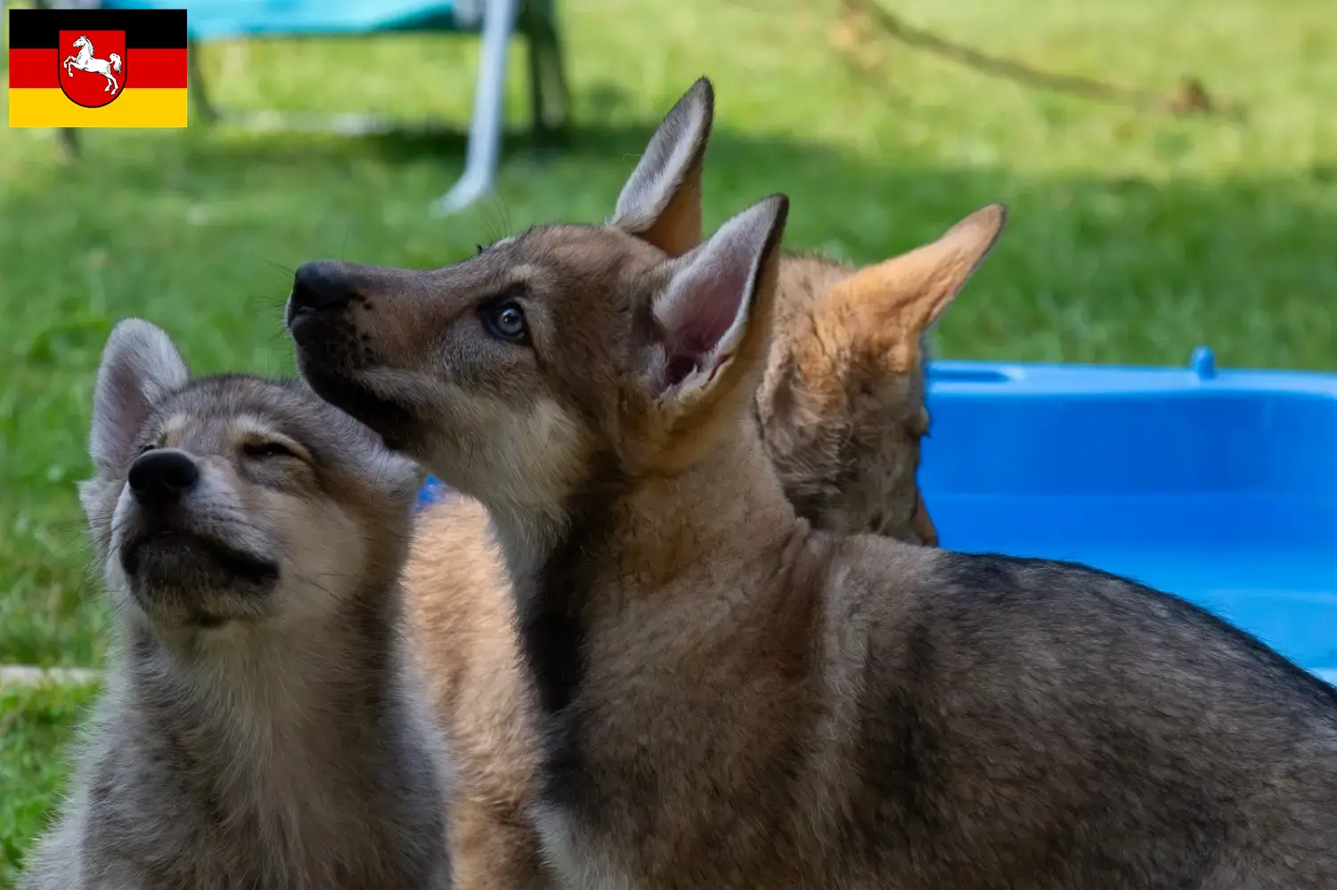 Read more about the article Sylvan Companion Dog crescători și căței în Saxonia Inferioară