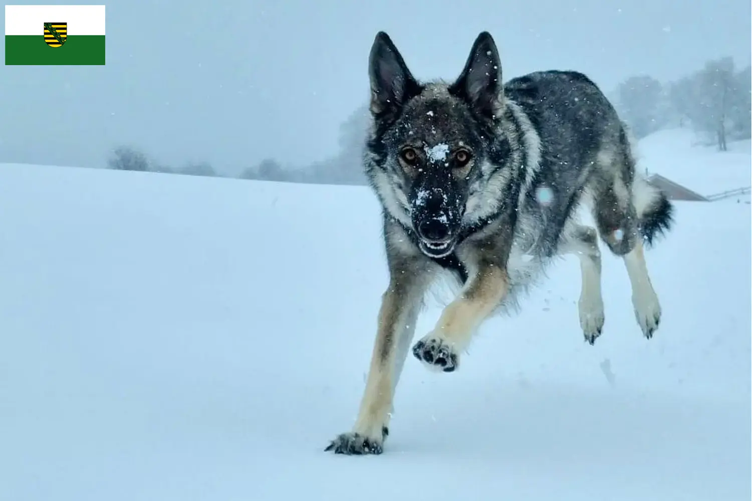 Read more about the article Sylvan Companion Dog crescători și căței în Saxonia
