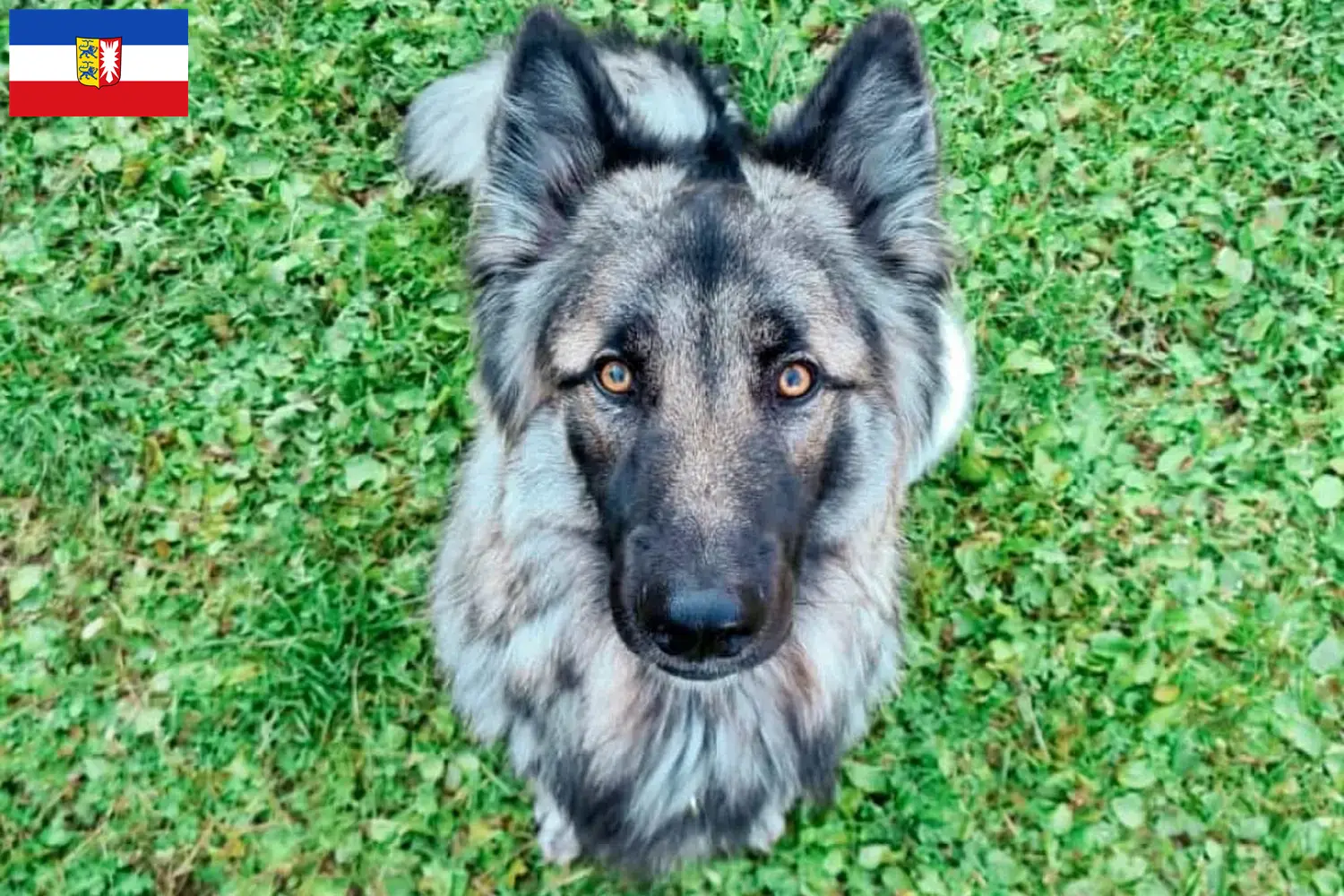 Read more about the article Sylvan Companion Dog crescători și căței în Schleswig-Holstein