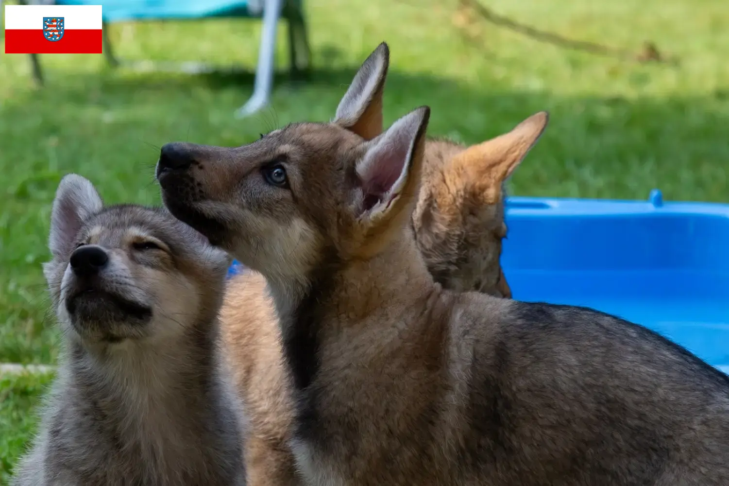 Read more about the article Sylvan Companion Dog crescători și căței în Thuringia