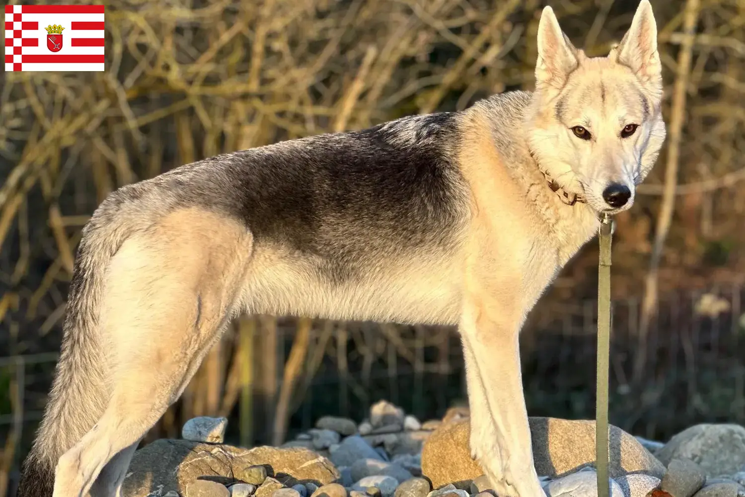 Read more about the article Sylvan Companion Dog crescător și căței în Bremen
