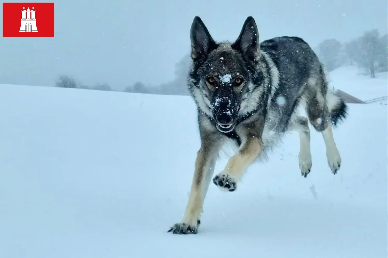 Read more about the article Sylvan Companion Dog crescător și căței în Hamburg