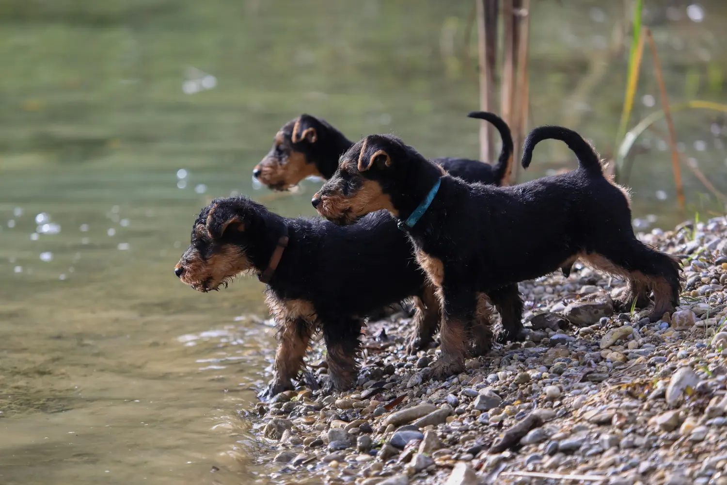 Cumpărarea unui cățel Welsh Terrier înseamnă asumarea responsabilității! Cumpărați cățeluși Welsh Terrier.