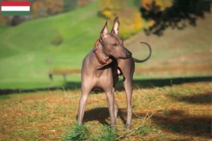 Read more about the article Xolo crescători și căței în Ungaria