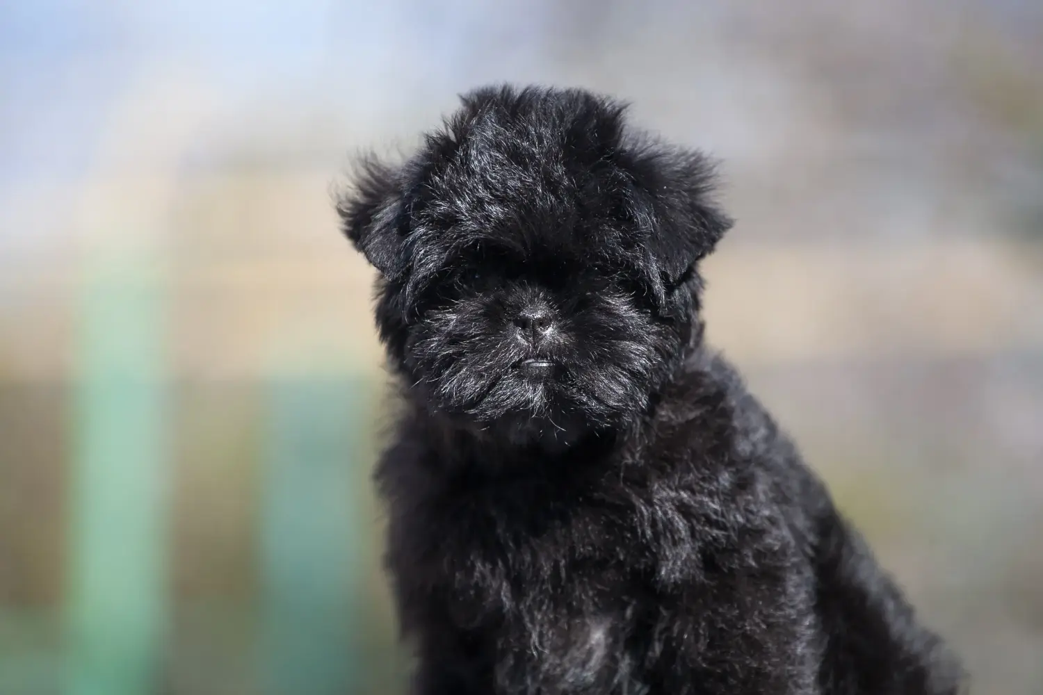 Cumpărarea unui cățeluș Affenpinscher înseamnă asumarea responsabilității! Cumpărați cățeluși Affenpinscher.