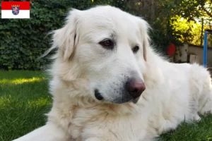 Read more about the article Akbash crescători și căței în Hessen
