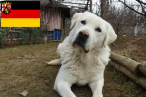 Read more about the article Akbash crescători și căței în Rhineland-Palatinate