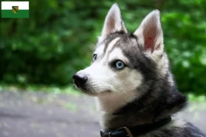 Read more about the article Alaskan Klee Kai crescător și căței în Saxony