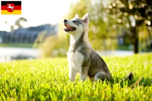 Read more about the article Alaskan Klee Kai crescător și căței în Saxonia Inferioară