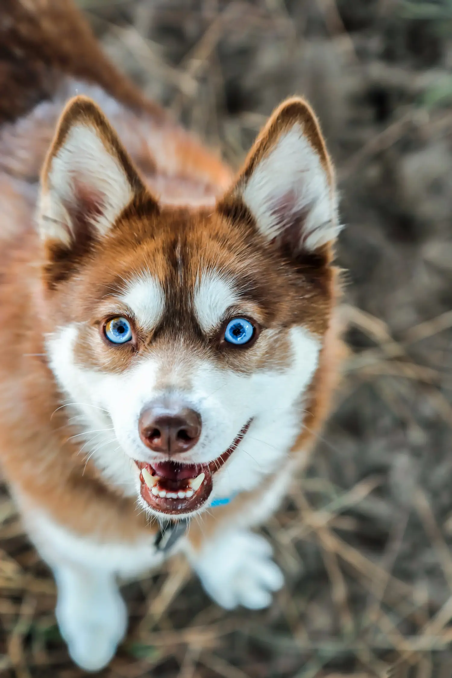 Cumpărarea unui cățeluș Alaskan Klee Kai înseamnă asumarea responsabilității! Cumpărați cățeluși Alaskan Klee Kai.